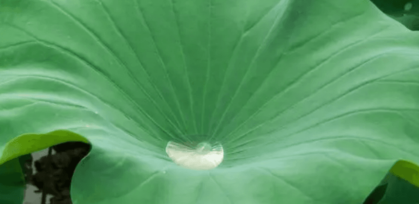 From lotus leaf to chip — nature's superhydrophobic blueprint